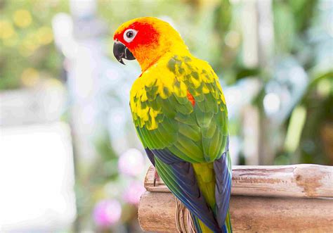 8 Top Colorful Parrot Species
