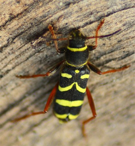 Samuel Birding Wasp Beetle