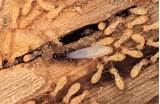 Pictures of Black Termites No Wings