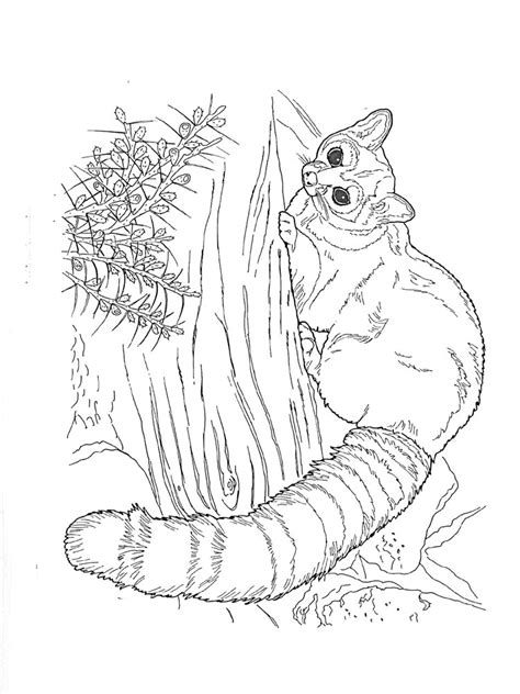 Coloring book of forest wild animals for kids. Raccoon coloring pages. Download and print Raccoon ...
