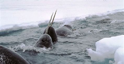 The Narwhals Tusk Is Filled With Nerves But Why Wired