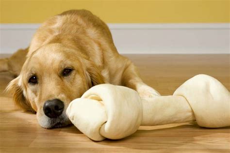 Are Rawhide Chews Dangerous for Dogs? ? American Kennel Club