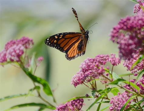 Butterfly In Flight 07 28 2012 537 Monarch Butterfly Flyin Flickr