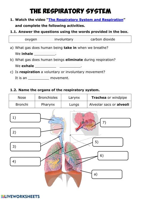 Respiratory System Worksheet Grade 5