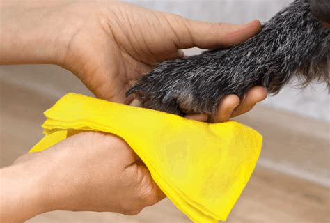 10 Fast Ways To Clean Your Dogs Paws After A Walk Pawleaks