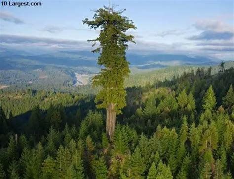 3 Largest Trees In The World