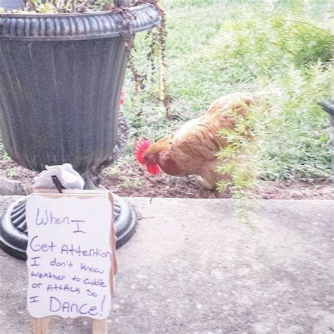 Chicken Shaming Is All You Need To Make You Laugh Today 45 Pics In