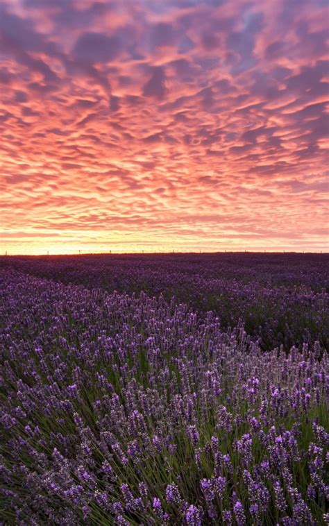 Download 800x1280 Lavender Field Sunset Sky Purple Flowers