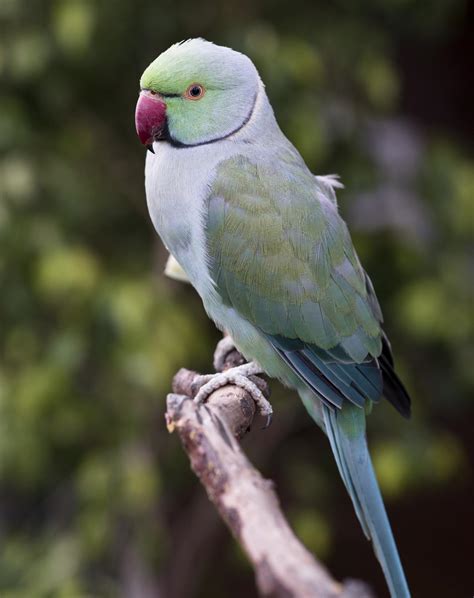 Pet Diaries Learning How To Care For An Indian Ringneck Parrot