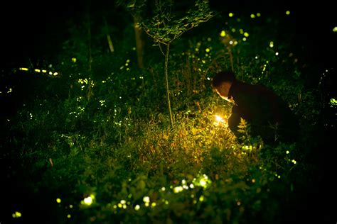 Bhandardara Fireflies Camping By Getsetcamp