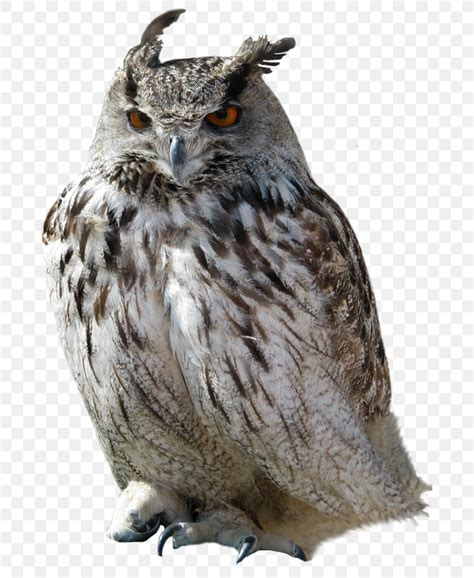 Great Horned Owl Clip Art Png 748x1000px Owl Beak Bird Bird Of