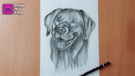 Dog Face Drawing Realistic ~ How To Draw A Realistic Dog Face Step By