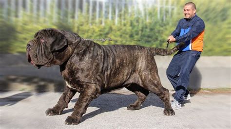 The 10 Biggest Mastiff Dog Breeds Youtube