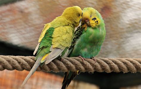 Love Bird Wallpapers Hd For Free Download