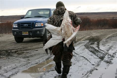 Unique Spring Bird Hunt Brings Hope Of Fresh Meat After A Long Alaska