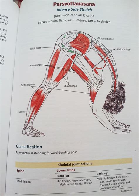 Find the best weight lifting exercises that target each muscle or groups of muscles. Yoga Anatomy - 2nd Edition review - HathaYoga.com