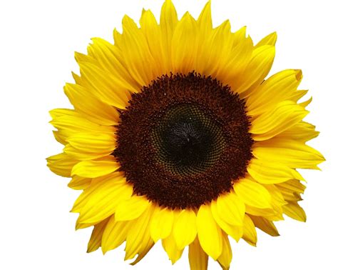 Sunflower Clipart Png Images With Transparent Background Images
