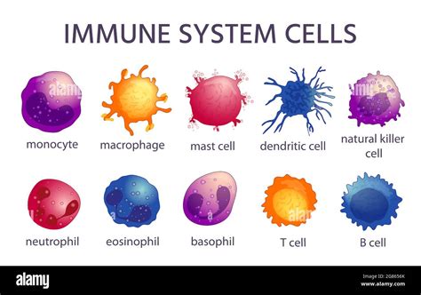 Immune Cell Cartoon Hi Res Stock Photography And Images Alamy