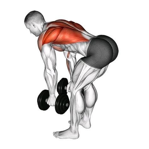 Bent Over Two Arm Dumbbell Row Exercise How To Workout Trainer By