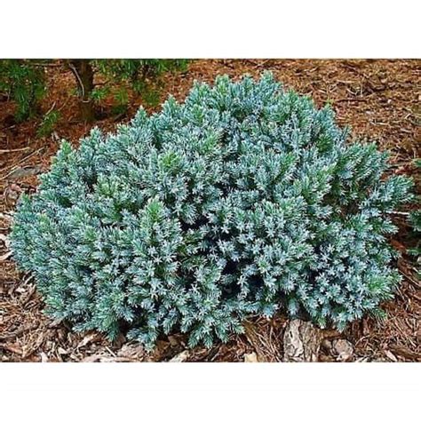 Online Orchards 1 Gal Blue Star Juniper Shrub Turquoise And Silver