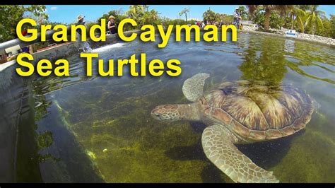Sea Turtle Farm In Grand Cayman Youtube