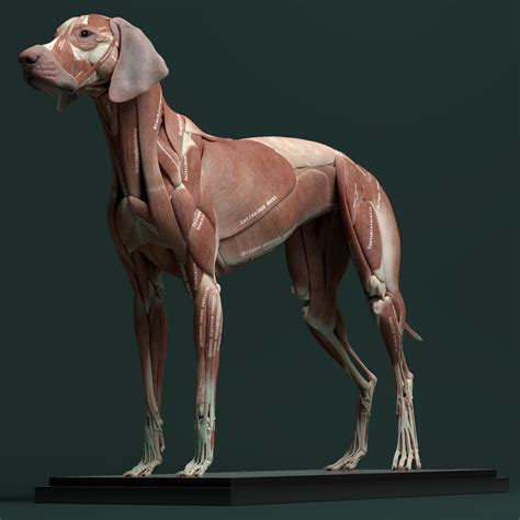 Jess Oneill Freelance Creature Artist Canine Anatomy Model