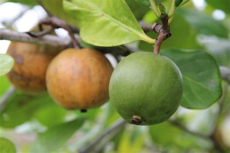 When choosing evergreen fruit trees in qld, you can go for custard apple, olive, syzigium jambos, feijoa both brisbane and queensland australia are ideal locations for planting evergreen trees. Fruit Trees - Home Gardening Apple, Cherry, Pear, Plum ...