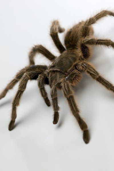 A tarantula (grammostola quirogai) was found eating a snake that it had apparently subdued and killed. Do Tarantulas Have Natural Enemies? | Animals - mom.me