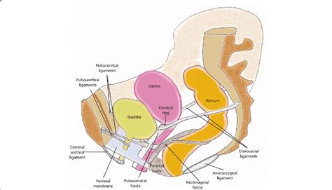 Anterior Pelvic Ligaments Anatomy