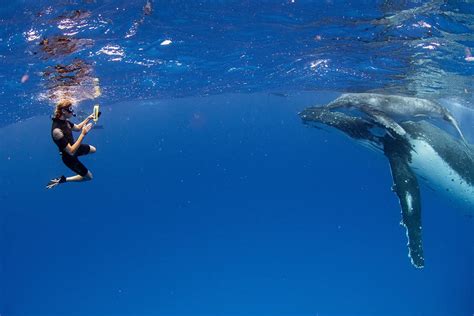 Swim With Humpback Whales In Tonga Guided Trips Oceanic Society