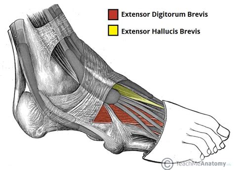 In dorsal flexion, the ankle helps pull the toes toward the shin. Muscles of the Foot - Dorsal - Plantar - TeachMeAnatomy