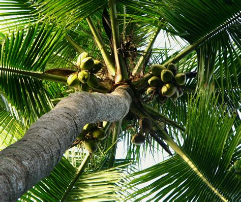 Coconut Tree Climbing Samoan Style Blog