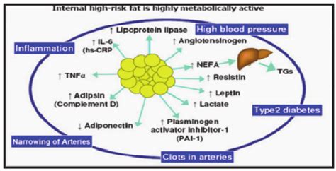 Visceral Fat As A Major Site Of Hormone Production Inflammatory