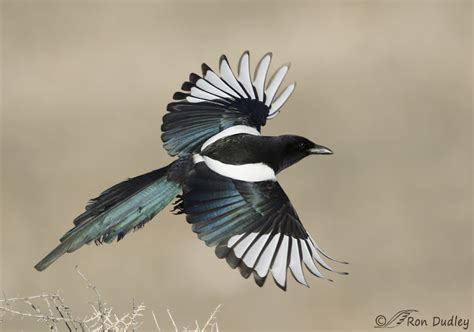 All about the magpie duck, information, characteristics, temperament, eggs, health , care, feeding, raising, breeding, breed associations,where to buy and much more. Iridescent Magpie In Flight (and an "early bird" of ...