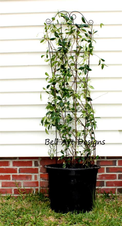 Add a touch of bliss by having these beauties bloom in your garden. Confederate Jasmine: Step by Step Instructions on Growing ...
