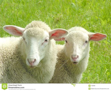 Sheep family in new zealand, with young lambs. Two sheep stock photo. Image of mammal, lambs, friendly ...