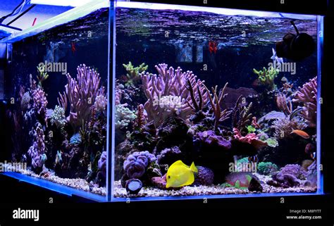 Salzwasser Coral Reef Aquarium Tank Stockfotografie Alamy