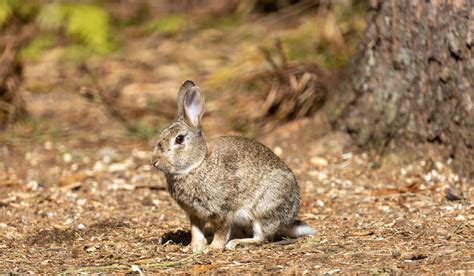 Rabbit George Hart Flickr
