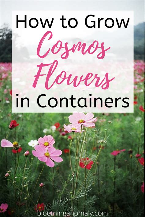 How To Grow Cosmos Flowers In Containers Cosmos Flowers Cosmos
