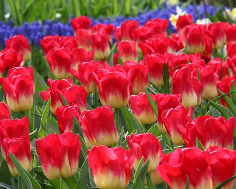 Tulip Match Plant Buy Tulip Plants Online In Pakistan Baghpk