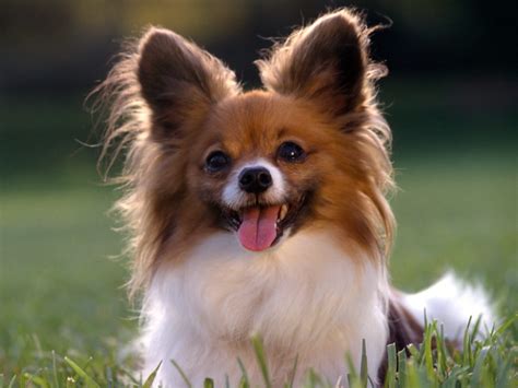 Cute Puppy Dog Wallpapers | Desktop Background Wallpapers