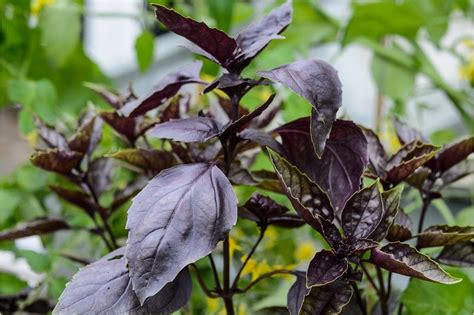 A wreath around her head, around her head she wore, 10 plants with dark foliage | Plants, Cool plants, Foliage