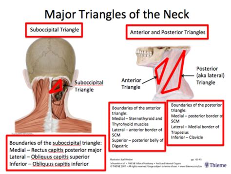 Lecture 17 Suboccipital Triangles Of The Head And Neck Flashcards