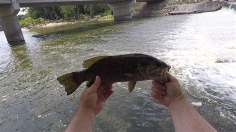 Smallmouth Bass Bite Was Hot Unexpected Catch Nikko Hellgramite And