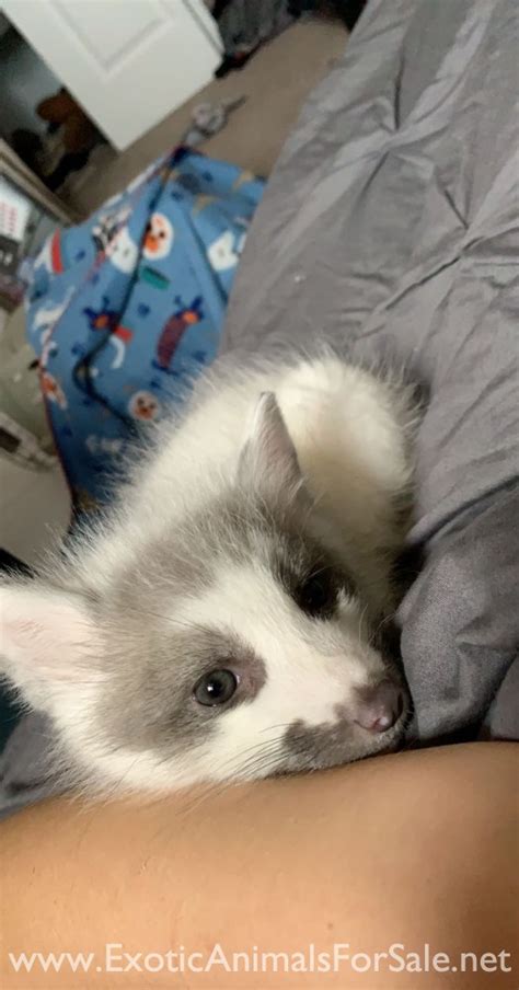 Marble Fox For Sale