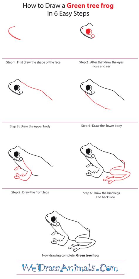 How To Draw A Green Tree Frog