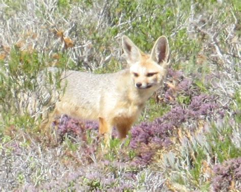 Cape Fox Encyclopedia Of Life