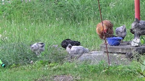 Chickens Naturally 7 - From morning till eve 