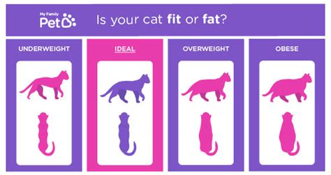 Until 3 months of age, most babies gain about an ounce each day. The ideal cat weight: how to tell if you have an ...