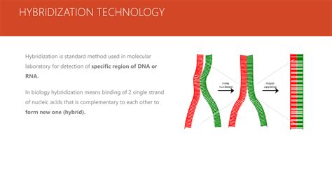 Solution Dna Hybridization Techniques In Molecular Biology Studypool